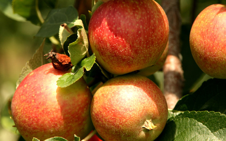 Biologische appelstroop maakt brood pas echt speciaal