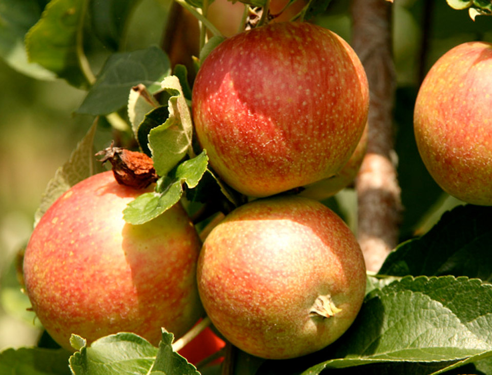 Appels, peren en wisselend ander vers fruit - Broodcompany